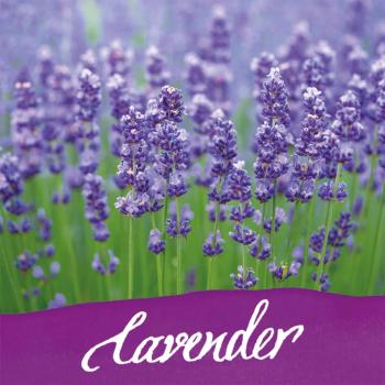 Online Tintenglas 15ml Tinte der Sinne lavender